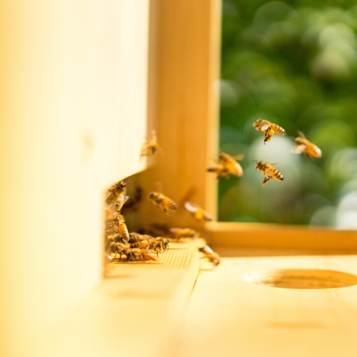 Entdecken Sie unsere Bienenstöcke!