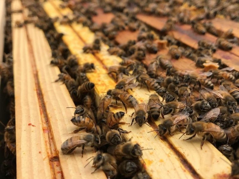 Découvrez nos ruches !